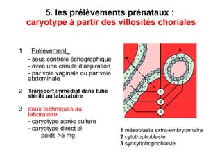 5. les prélèvements prénataux :  caryotype à partir des villosités choriales 1   Prélèvement   - sous contrôle échographique - avec une canule d’aspiration - par voie vaginale ou par voie abdominale 2 Transport immédiat  dans tube stérile au laboratoire 3 deux techniques au laboratoire  - caryotype après culture - caryotype direct si  poids >5 mg 1  mésoblaste extra-embryonnaire 2  cytotrophoblaste 3  syncytiotrophoblaste 