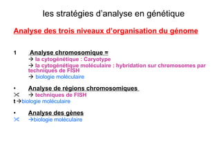 les stratégies d’analyse en génétique Analyse des trois niveaux d’organisation du génome 1   Analyse chromosomique =    la cytogénétique :   Caryotype     la cytogénétique moléculaire : hybridation sur chromosomes par techniques de FISH  biologie moléculaire Analyse de régions chromosomiques     techniques de FISH  biologie moléculaire   Analyse des gènes  biologie moléculaire 