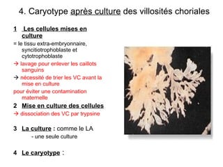 4. Caryotype  après culture  des villosités choriales 1  Les cellules mises en culture = le tissu extra-embryonnaire, syncitiotrophoblaste et cytotrophoblaste     lavage pour enlever les caillots sanguins    nécessité de trier les VC avant la mise en culture pour éviter une contamination maternelle 2  Mise en culture des cellules    dissociation des VC par trypsine 3  La culture  :  comme le LA - une seule culture 4  Le caryotype  : 