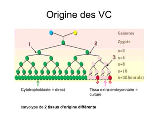 Origine des VC Cytotrophoblaste = direct Tissu extra-embryonnaire = culture caryotype de  2 tissus d’origine différente 