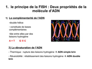 1.  le principe de la FISH : Deux propriétés de la molécule d’ADN 1) La complémentarité de l’ADN double hélice  constituée de bases complémentaires liée entre elles par des liaisons hydrogène A = T   G  C 2 ) La dénaturation de l’ADN   - Thermique : rupture des liaisons hydrogène     ADN simple brin Réversibilité : rétablissement des liaisons hydrogène     ADN double brin 