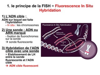 1. le principe de la FISH  =  Fluorescence In Situ Hybridation 1 ) L’ADN cible  :   ADN sur lequel est faite l’hybridation -  In situ  : les chromosomes   2) Une sonde : ADN ou ARN marqué - fixation de fluorochromes sur la sonde     sonde fluorescente 3) Hybridation de l’ADN cible avec une sonde =  Etablissement de LH entre la sonde  fluorescente et l’ADN cible      ADN cible fluorescent 