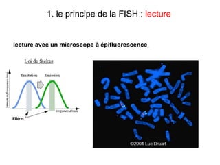 1. le principe de la FISH :  lecture  lecture avec un microscope à épifluorescence   