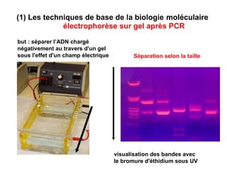 (1) Les techniques de base de la biologie   moléculaire  électrophorèse sur gel après PCR Séparation selon la taille visualisation des bandes avec le bromure d'éthidium sous UV but : séparer l’ADN chargé négativement au travers d'un gel sous l'effet d'un champ électrique 