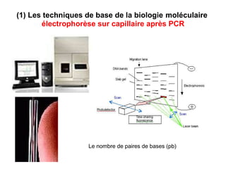 (1) Les techniques de base de la biologie   moléculaire  électrophorèse sur capillaire après PCR Le nombre de paires de bases (pb) 