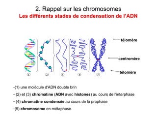 2. Rappel sur les chromosomes   Les différents stades de condensation de l’ADN   (1) une molécule d'ADN double brin (2) et (3)  chromatine  ( ADN  avec  histones ) au cours de l'interphase  (4)  chromatine condensée  au cours de la prophase  (5)  chromosome  en métaphase.  télomère télomère centromère 