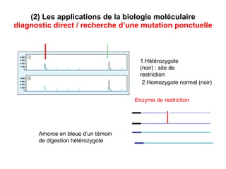 (2) Les applications de la biologie moléculaire  diagnostic direct   / recherche d’une mutation ponctuelle Enzyme de restriction 1.Hétérozygote (noir) : site de restriction 2.Homozygote normal (noir) Amorce en bleue d’un témoin de digestion hétérozygote  