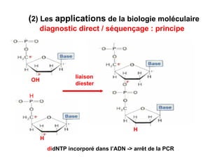 ( 2) Les  applications  de la biologie moléculaire  diagnostic direct   / séquençage : principe H OH H liaison diester H di dNTP incorporé dans l’ADN -> arrêt de la PCR 