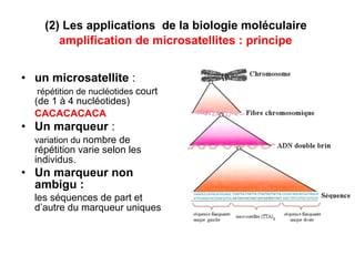un microsatellite  :   répétition de nucléotides  court (de 1 à 4 nucléotides)  CACACACACA Un marqueur  :   variation du  nombre de répétition varie selon les individus. Un marqueur non ambigu :   les séquences de part et d’autre du marqueur uniques   (2) Les applications  de la biologie moléculaire  amplification de microsatellites : principe   