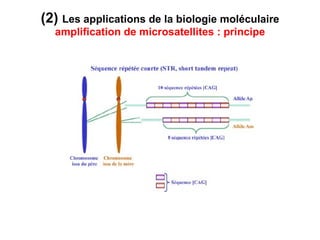 (2)  Les applications de la biologie moléculaire  amplification de microsatellites : principe 