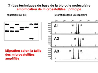 (1) Les techniques de base de la biologie   moléculaire  amplification de microsatellites : principe Migration selon la taille   des microsatellites amplifiés Migration sur gel Migration dans un capillaire 
