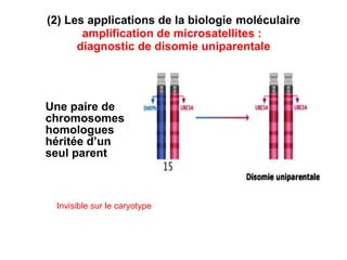 (2) Les applications de la biologie   moléculaire  amplification de microsatellites :  diagnostic de disomie uniparentale Une paire de chromosomes homologues héritée d’un seul parent Invisible sur le caryotype 