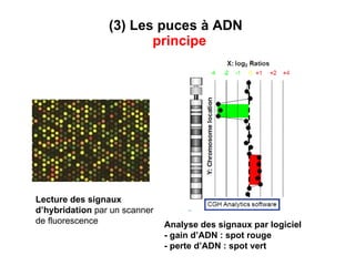 ( 3) Les puces à ADN     principe Lecture des signaux d’hybridation  par un scanner de fluorescence Analyse des signaux par logiciel - gain d’ADN : spot rouge - perte d’ADN : spot vert 
