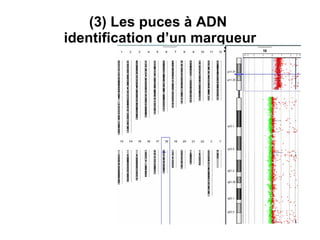 ( 3) Les puces à ADN   identification d’un marqueur 