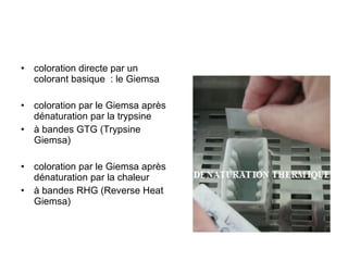coloration directe par un colorant basique  : le Giemsa  coloration par le Giemsa après dénaturation par la trypsine  à bandes GTG (Trypsine Giemsa) coloration par le Giemsa après dénaturation par la chaleur  à bandes RHG (Reverse Heat Giemsa) 