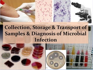 September 3, 2023 1
Collection, Storage & Transport of
Samples & Diagnosis of Microbial
Infection
Mg
 