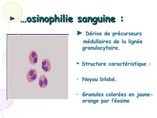 ► Éosinophilie sanguine :
              ►   Dérive de précurseurs
                médullaires de la lignée
                granulocytaire.


              ► Structure caractéristique :

              • Noyau bilobé.

              • Granules colorées en jaune-
                orange par l’éosine
 
