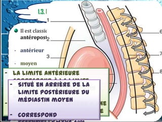 I. Introduction
                1.3. Rappel anatomique – Subdivisions
                          –lignes médiastinales
                       Les limites sont représentées
      Il est classique deen avant par ledans le sens et
                       - diviser le médiastin, sternum
      antéropostérieur enarrière:MEDIASTINligne
                       - en 3 régions par une
                           passant par la face
   - antérieur
                           antérieure de la trachée et
   - moyen                 la face postérieure du
                           coeur.
- Lapostérieur
   -
       limite antérieure
  correspond à la limite
 - Situé en arrière de la
  postérieure du médiastin définis de
      Les compartiments sont
     limite postérieure du
  antérieur différente par les anatomistes,
      manière
     médiastin moyen
- - la limite et chirurgiens à une
      radiologues postérieure
  ligne passant un centimètre
 - correspond
  en arrière du bord
 