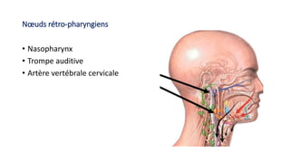 Nœuds rétro-pharyngiens
• Nasopharynx
• Trompe auditive
• Artère vertébrale cervicale
 