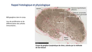 Rappel histologique et physiologique
Coupe de ganglion lymphatique de chien, colorée par la méthode
de Van-Gieson
800 ganglions dans le corps.
Lieu de prolifération et de
différenciation des cellules
immunitaires .
 