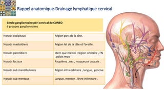 Rappel anatomique-Drainage lymphatique cervical
Cercle ganglionnaire péri cervical de CUNEO
6 groupes ganglionnaires
Nœuds occipitaux Région post de la tête.
Nœuds mastoïdiens Région lat de la tête et l’oreille.
Nœuds parotidiens Idem que mastoi +région orbitaire , FN
, palais mou
Nœuds faciaux Paupières , nez , muqueuse buccale .
Nœuds sub mandibulaires Région infra orbitaire , langue , gencive
.
Nœuds sub mentaux Langue, menton , lèvre inferieure .
 