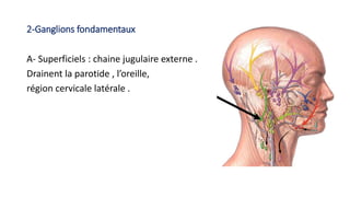 2-Ganglions fondamentaux
A- Superficiels : chaine jugulaire externe .
Drainent la parotide , l’oreille,
région cervicale latérale .
 