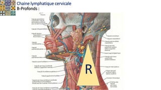 Chaine lymphatique cervicale
B-Profonds :
R
 