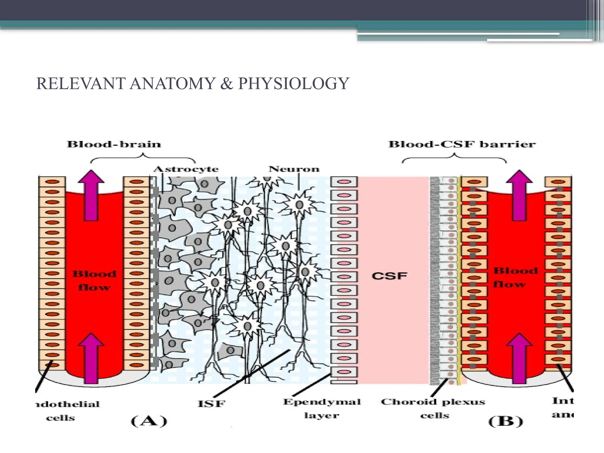 CEREBROSPINAL FLUID EVALUATION IN DISEASESpptx | PPT | Free Download