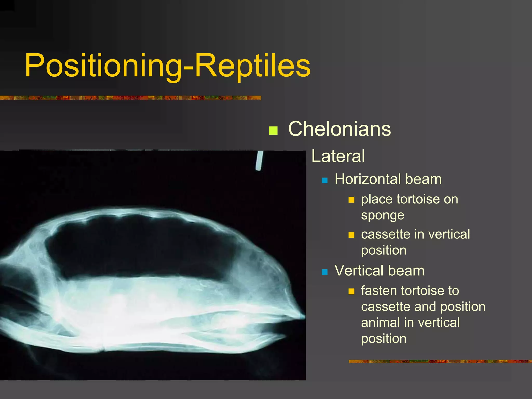 Positioning-Reptiles
 Chelonians
 Lateral
 Horizontal beam
 place tortoise on
sponge
 cassette in vertical
position
 Vertical beam
 fasten tortoise to
cassette and position
animal in vertical
position
 