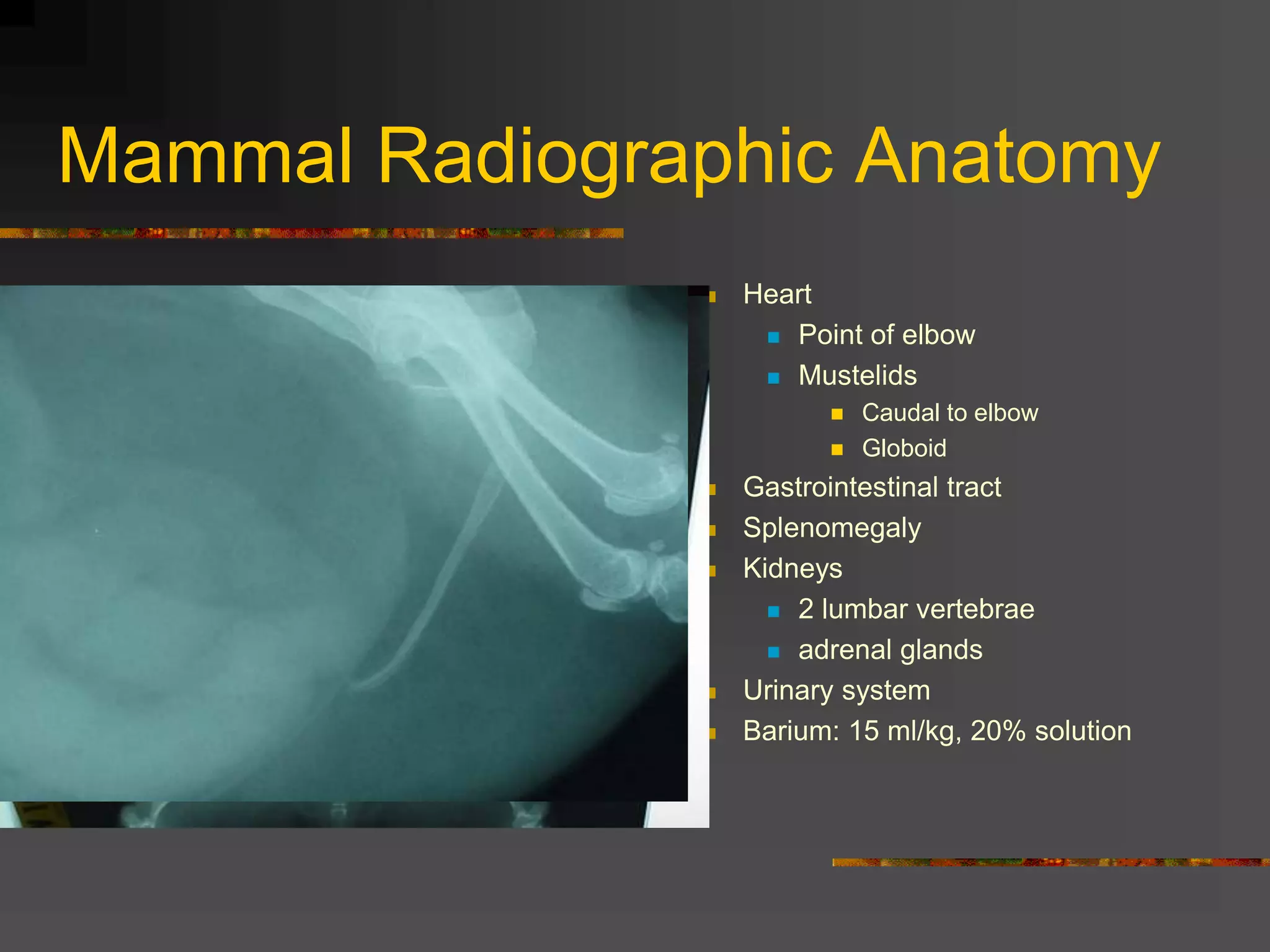 Mammal Radiographic Anatomy
 Heart
 Point of elbow
 Mustelids
 Caudal to elbow
 Globoid
 Gastrointestinal tract
 Splenomegaly
 Kidneys
 2 lumbar vertebrae
 adrenal glands
 Urinary system
 Barium: 15 ml/kg, 20% solution
 
