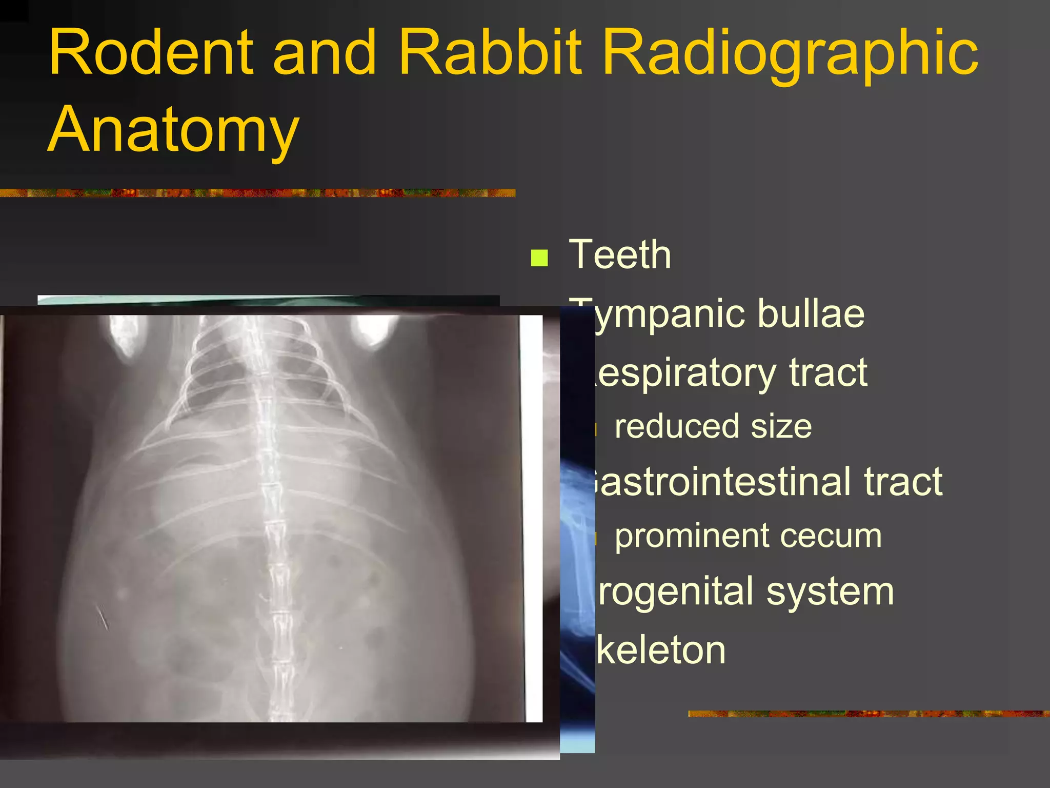 Rodent and Rabbit Radiographic
Anatomy
 Teeth
 Tympanic bullae
 Respiratory tract
 reduced size
 Gastrointestinal tract
 prominent cecum
 Urogenital system
 Skeleton
 