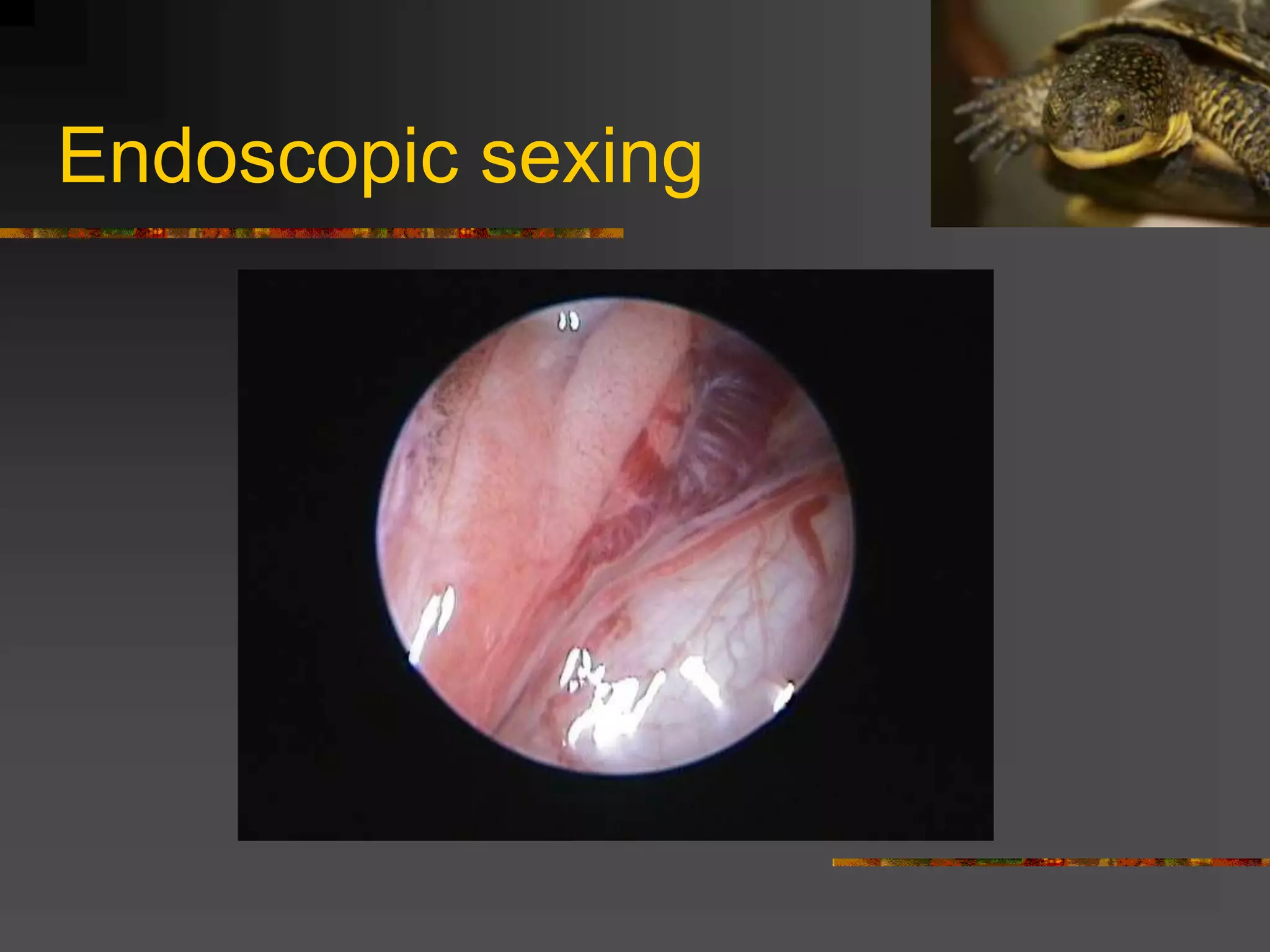 Endoscopic sexing
 
