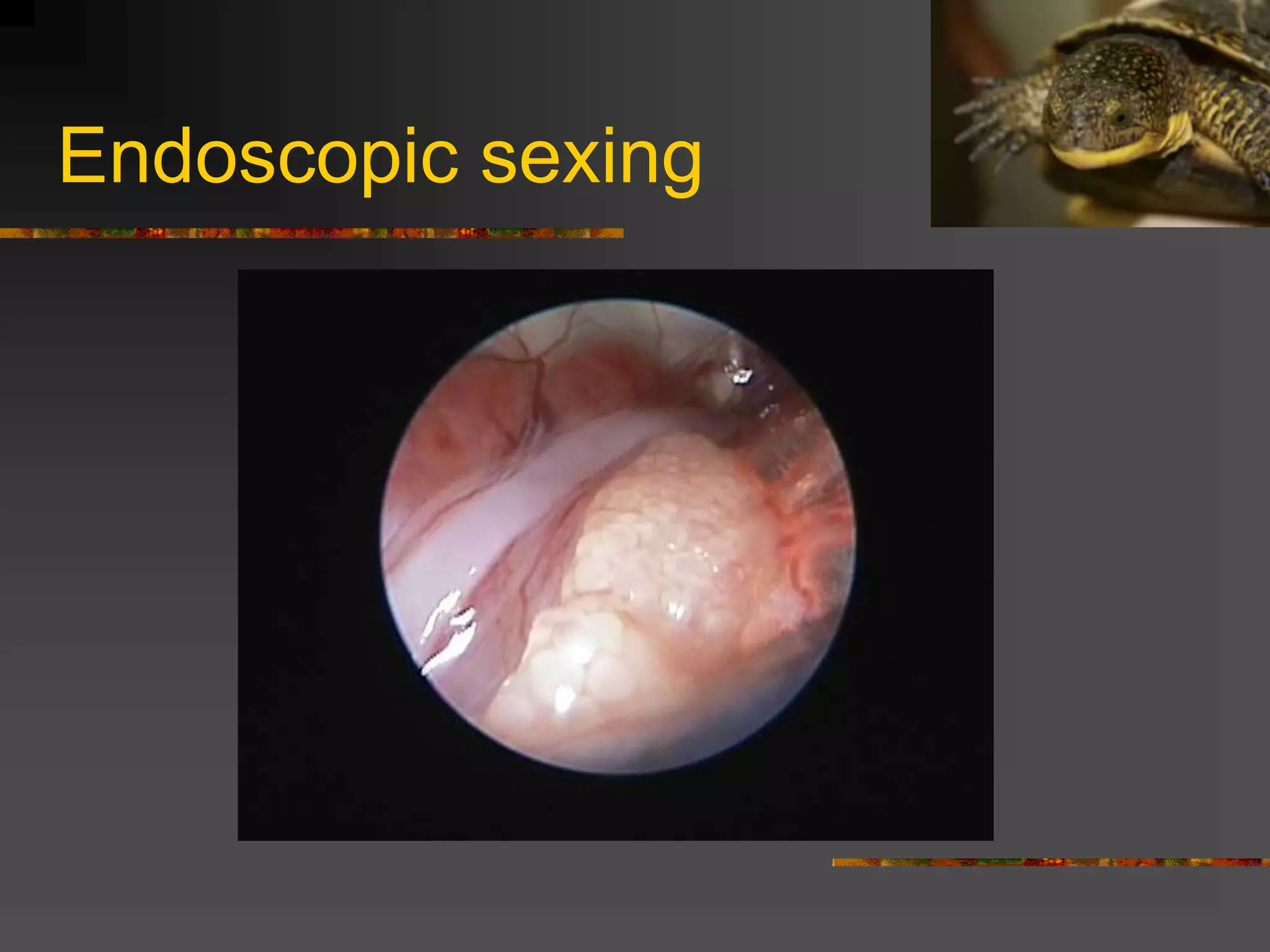 Endoscopic sexing
 