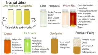 Diagnostic Blood Testing Procedures   and comprehensive