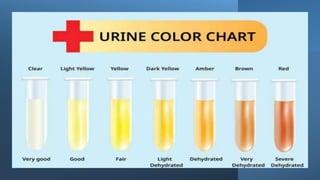 Diagnostic Blood Testing Procedures   and comprehensive