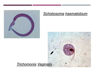 Schistosoma haematobium
Trichomonis Vaginalis
 