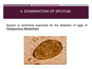 4. EXAMINATION OF SPUTUM
Sputum is commonly examined for the detection of eggs of
Paragonimus Westermani
 