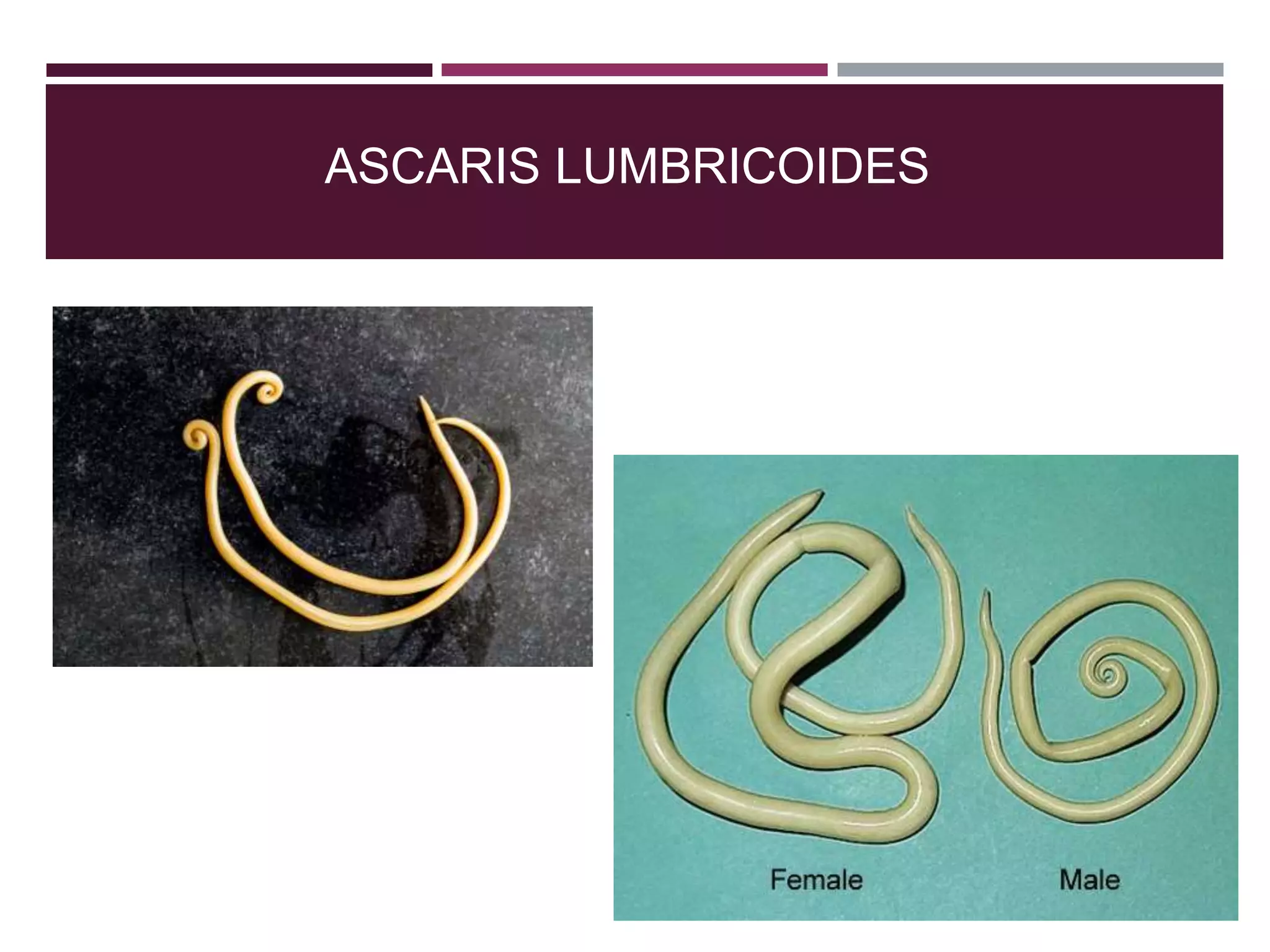 ASCARIS LUMBRICOIDES
 