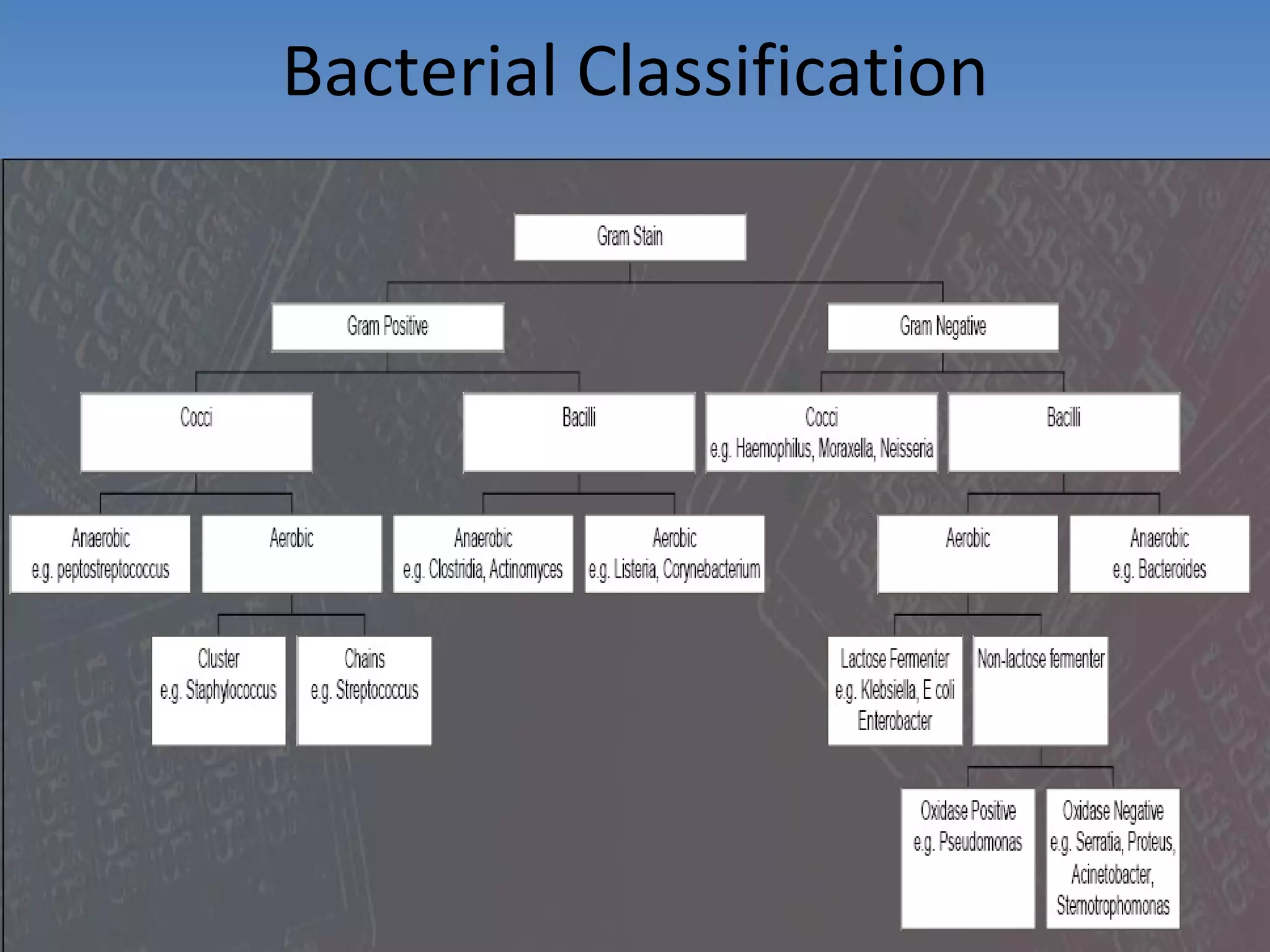 Bacterial Classification 