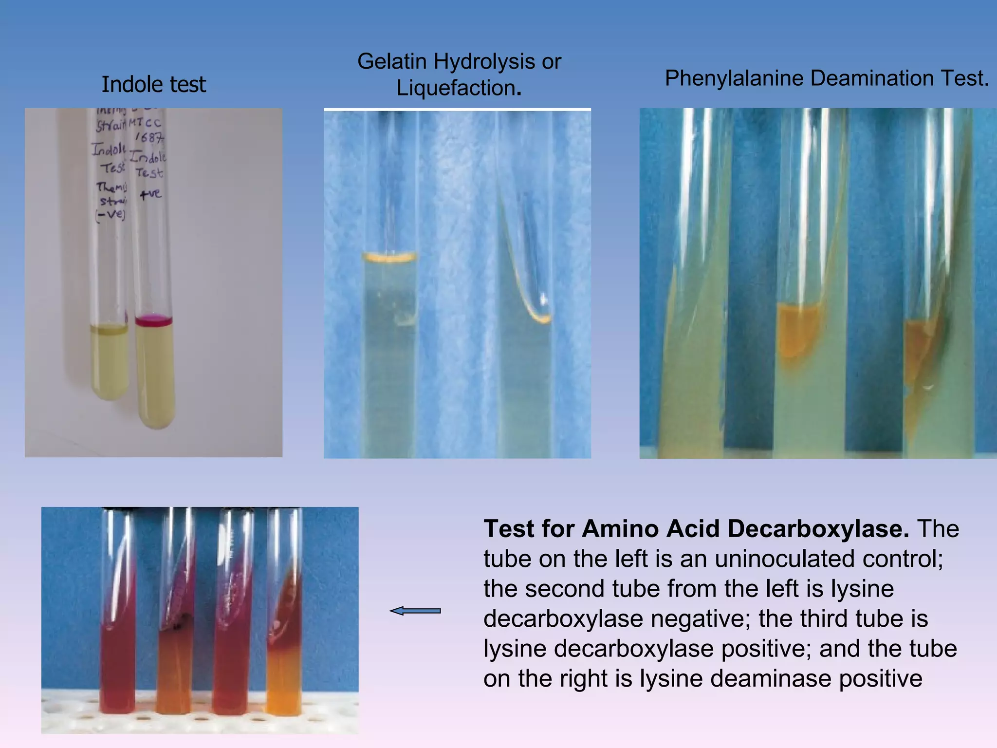 Indole test Phenylalanine Deamination Test. Gelatin Hydrolysis or Liquefaction . Test for Amino Acid Decarboxylase.  The tube on the left is an uninoculated control; the second tube from the left is lysine decarboxylase negative; the third tube is lysine decarboxylase positive; and the tube on the right is lysine deaminase positive 