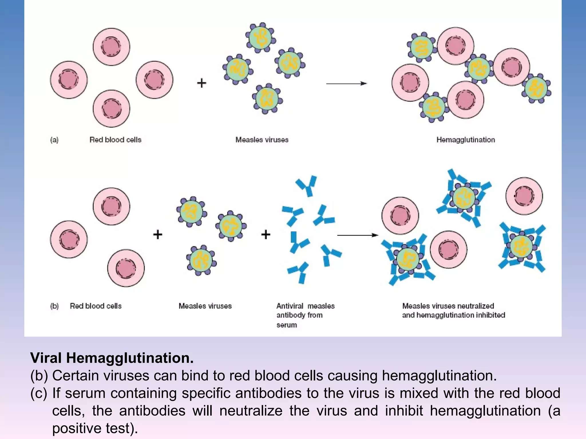 Viral Hemagglutination.  Certain viruses can bind to red blood cells causing hemagglutination.  If serum containing specific antibodies to the virus is mixed with the red blood cells, the antibodies will neutralize the virus and inhibit hemagglutination (a positive test). 