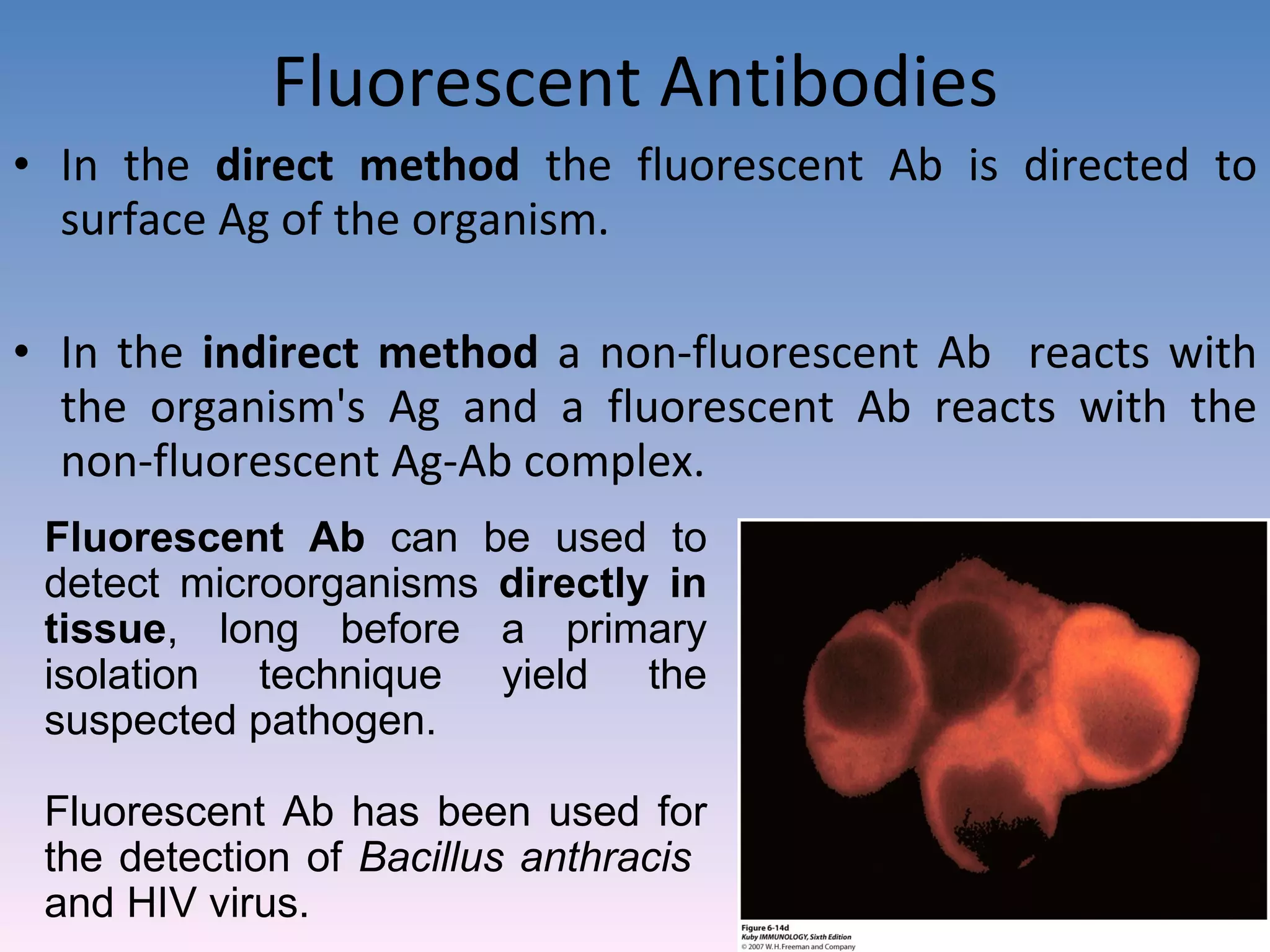 Fluorescent Antibodies In the  direct method  the fluorescent Ab is directed to surface Ag of the organism. In the  indirect method  a non-fluorescent Ab  reacts with the organism's Ag and a fluorescent Ab reacts with the non-fluorescent Ag-Ab complex. Fluorescent Ab  can be used to detect microorganisms  directly in tissue , long before a primary isolation technique yield the suspected pathogen.  Fluorescent Ab has been used for the detection of  Bacillus anthracis  and HIV virus. 