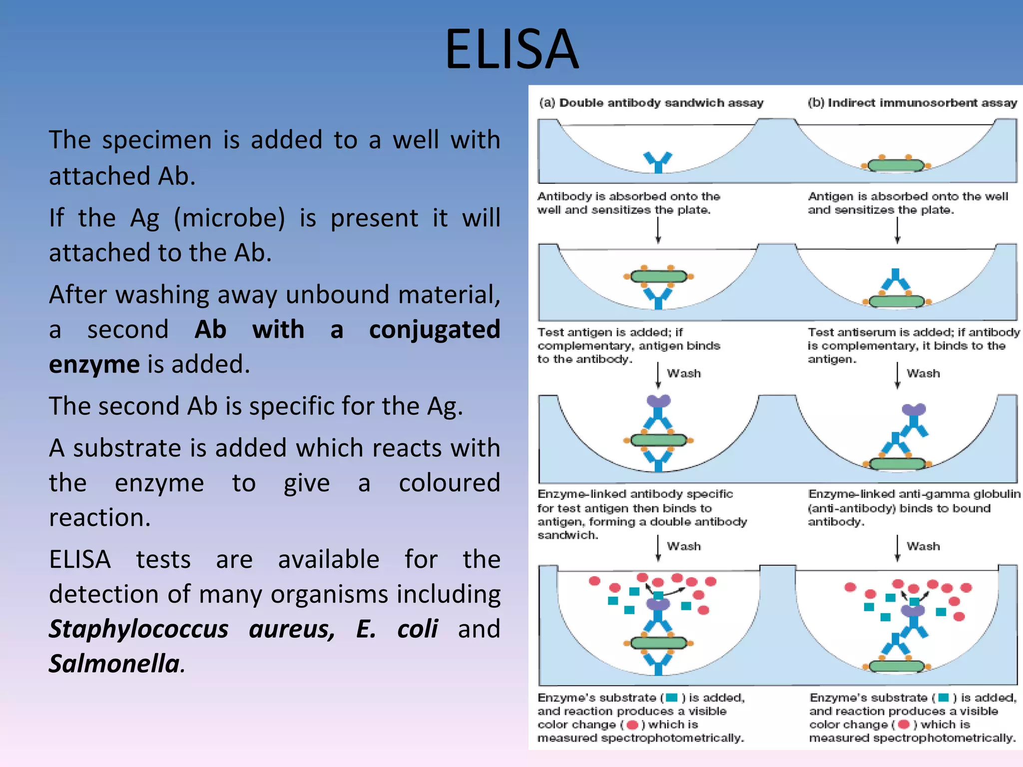 ELISA The specimen is added to a well with attached Ab. If the Ag (microbe) is present it will attached to the Ab. After washing away unbound material, a second  Ab with a conjugated enzyme  is added. The second Ab is specific for the Ag. A substrate is added which reacts with the enzyme to give a coloured reaction. ELISA tests are available for the detection of many organisms including  Staphylococcus aureus, E. coli  and  Salmonella . 