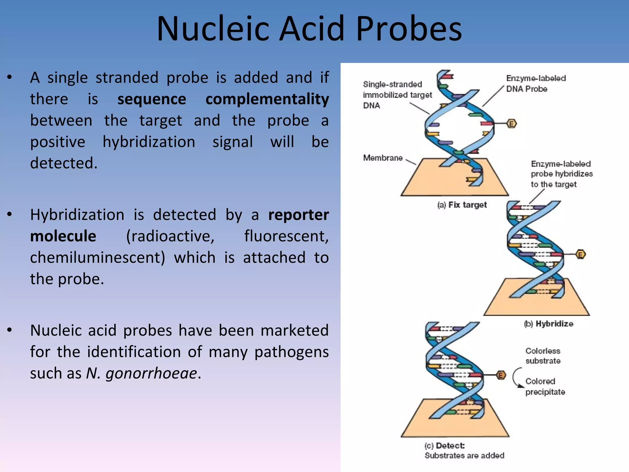 Nucleic Acid Probes A single stranded probe is added and if there is  sequence complementality  between the target and the probe a positive hybridization signal will be detected. Hybridization is detected by a  reporter molecule  (radioactive, fluorescent, chemiluminescent) which is attached to the probe. Nucleic acid probes have been marketed for the identification of many pathogens such as  N. gonorrhoeae . 