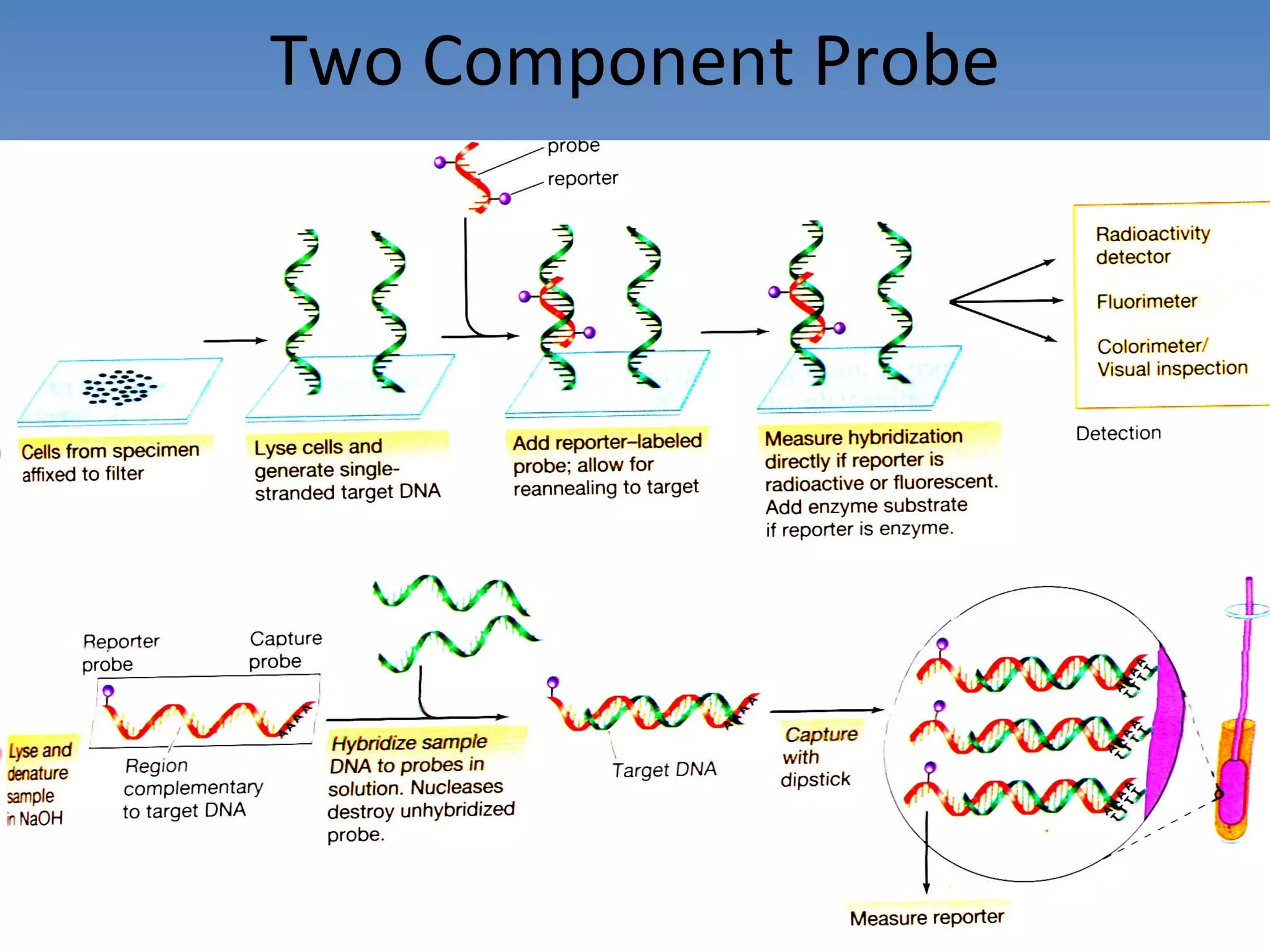 Two Component Probe 