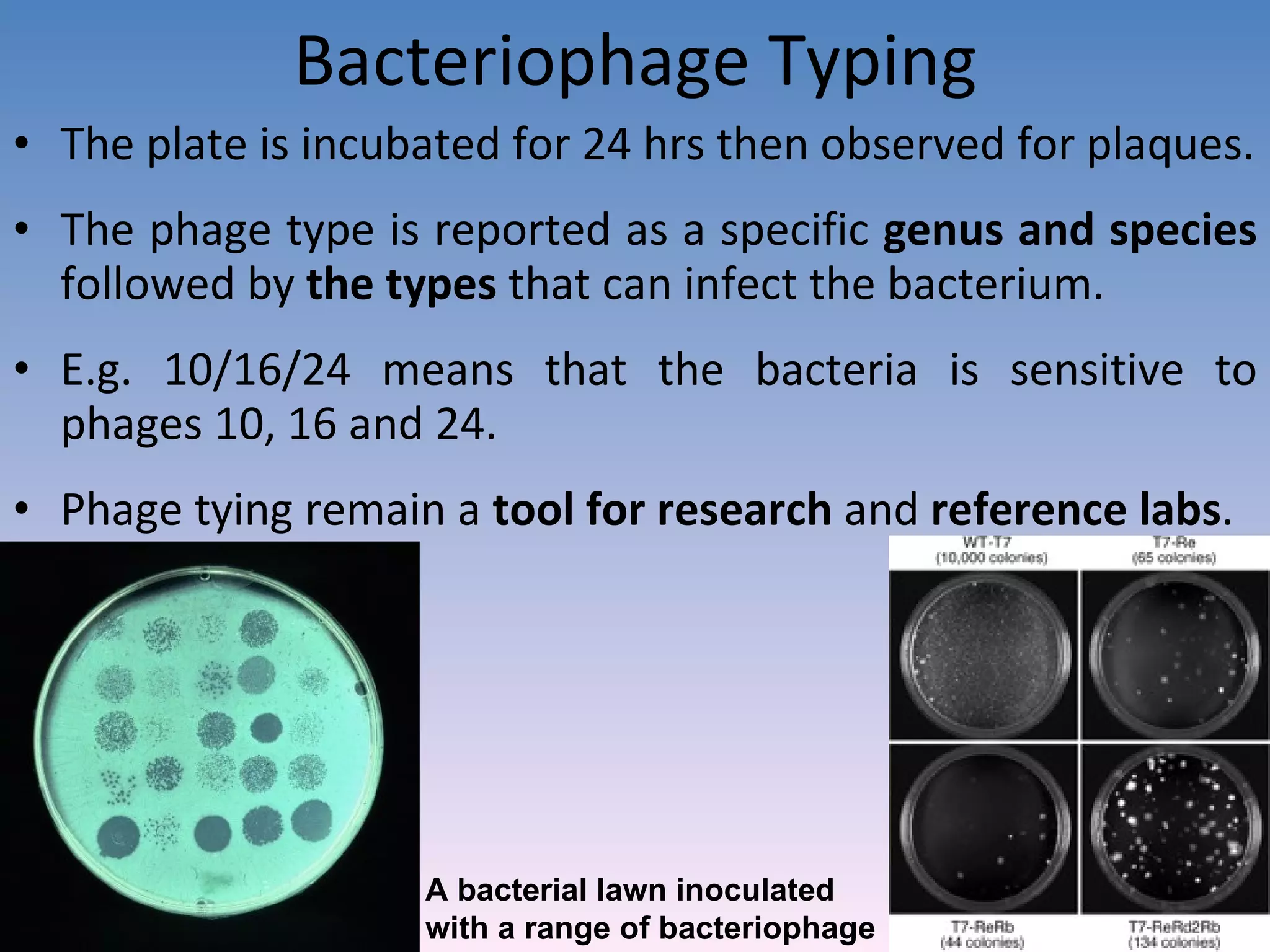 Bacteriophage Typing The plate is incubated for 24 hrs then observed for plaques. The phage type is reported as a specific  genus and species  followed by  the types  that can infect the bacterium.  E.g. 10/16/24 means that the bacteria is sensitive to phages 10, 16 and 24. Phage tying remain a  tool for research  and  reference labs . A bacterial lawn inoculated  with a range of bacteriophage  