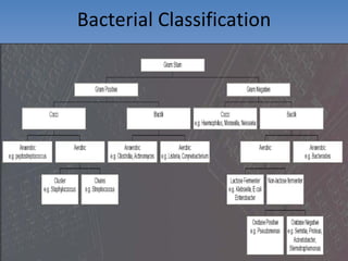 Bacterial Classification 