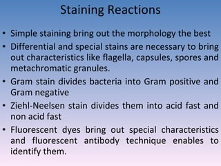 Staining Reactions Simple staining bring out the morphology the best Differential and special stains are necessary to bring out characteristics like flagella, capsules, spores and metachromatic granules.  Gram stain divides bacteria into Gram positive and Gram negative Ziehl-Neelsen stain divides them into acid fast and non acid fast Fluorescent dyes bring out special characteristics and fluorescent antibody technique enables to identify them.  
