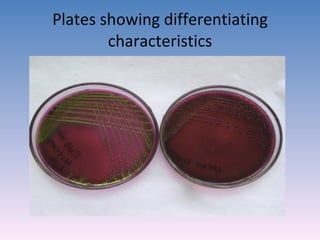Plates showing differentiating characteristics 