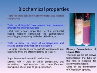 Biochemical properties Tests for Metabolism of Carbohydrates and related compounds Tests to distinguish b/w aerobic and anaerobic breakdown of carbohydrates - O/F test depends upon the use of a semi-solid tubed medium containing the carbohydrate (usually glucose) along with the pH indicator Tests to show the range of carbohydrates and related compounds that can be attacked - A large variety of carbohydrate compounds are used and they are often regarded as ‘sugars’ Sugar fermentation – Acid production Litmus milk – Acid or alkali production, clot formation, peptonisation or saponification. Disruption of clot due to gas production. Stormy Fermentation of Litmus Milk.  The tube on the left shows fermentation; the tube on the right is negative for stormy fermentation.  Used for the identification of  Clostridium  species. 